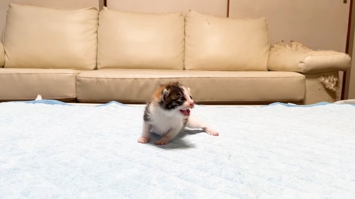 鳴く赤ちゃん猫