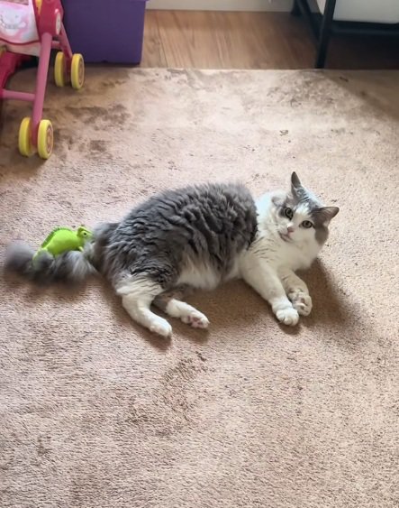 しっぽにぬいぐるみがついたまま正面を見る猫