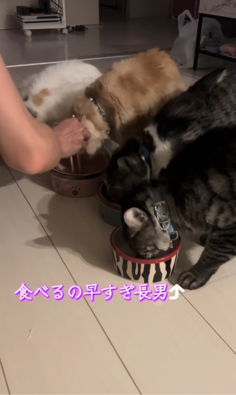 ご飯を食べている4匹の猫