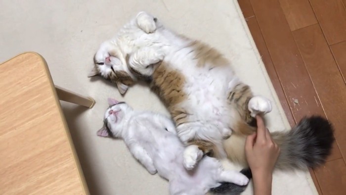 後ろ足にタッチ