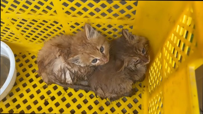 川に落ちていた2匹の子猫