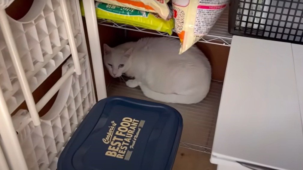 部屋の隅に隠れる猫