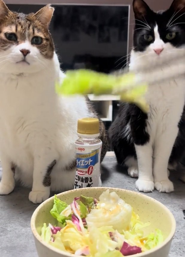 見つめる2匹の猫