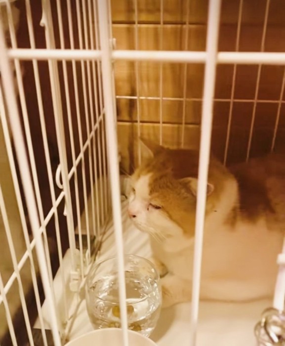 ケージの中で寛ぐ茶白猫