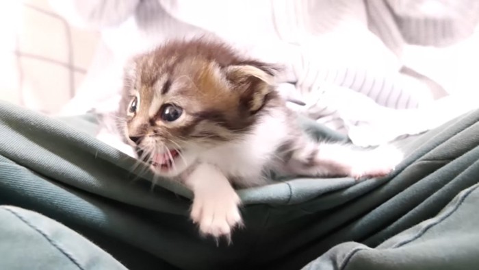 鳴く姿(横向き)