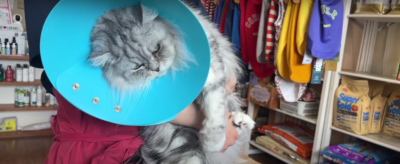 抱かれている猫