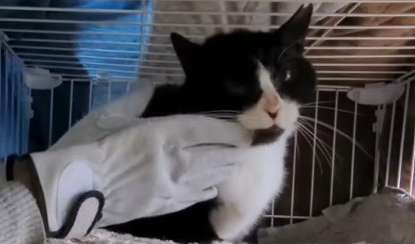 ほっぺを撫でられる猫