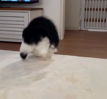 背中を向けながら絨毯の上のゴミに飛びつく猫