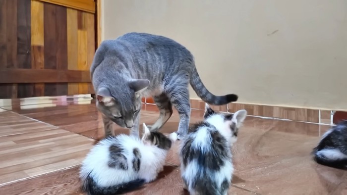 子猫に近づく成猫