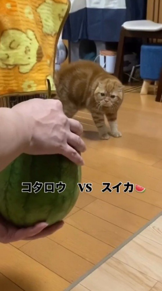 飼い主が持っているスイカを警戒しながら見つめる茶トラ猫