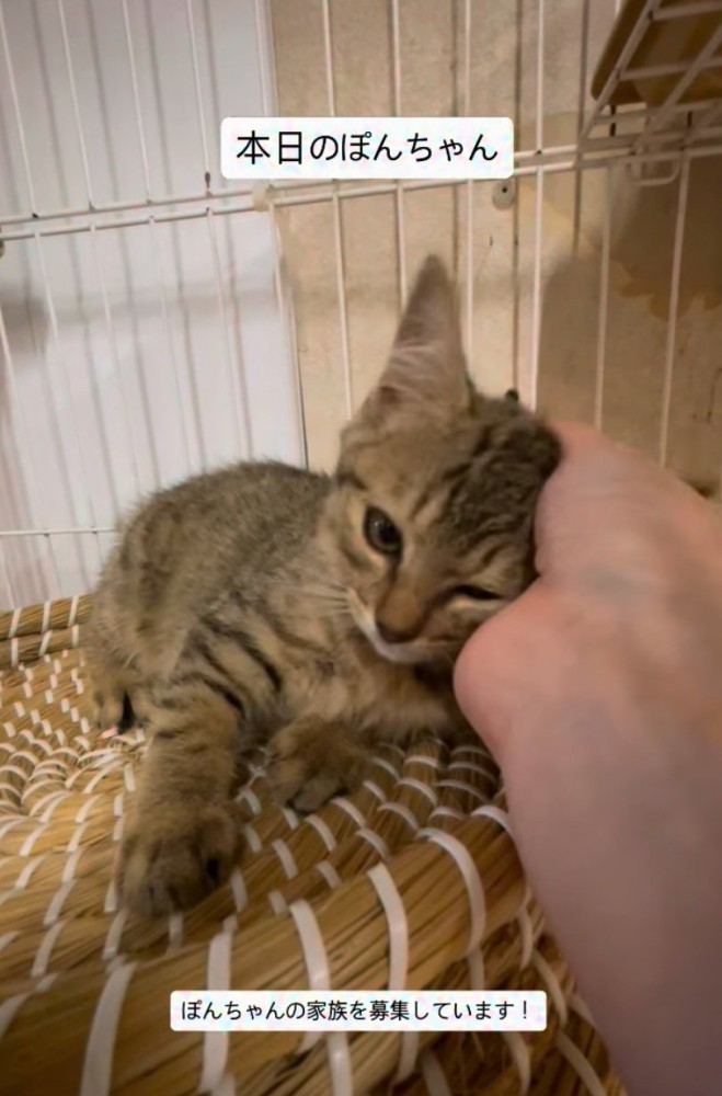 甘える子猫