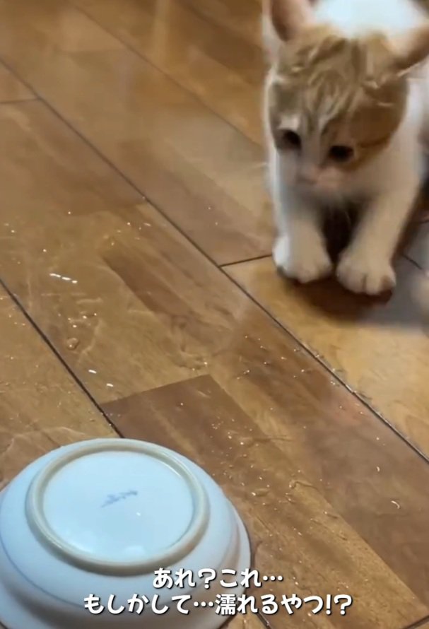 お皿を凝視するのんちゃん