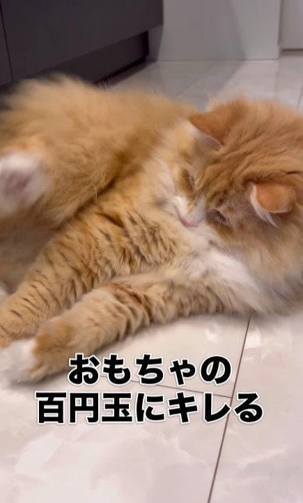 暴れる猫