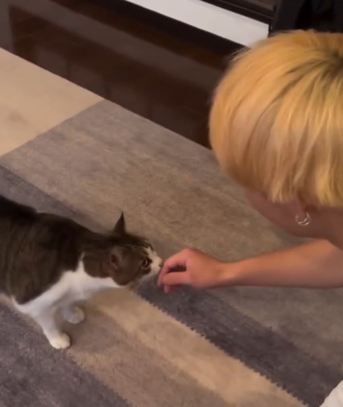 男性の手の匂いを嗅ぎながら男性の顔を見つめる猫