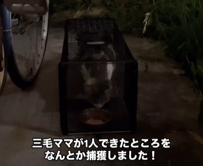 捕獲機に入った猫