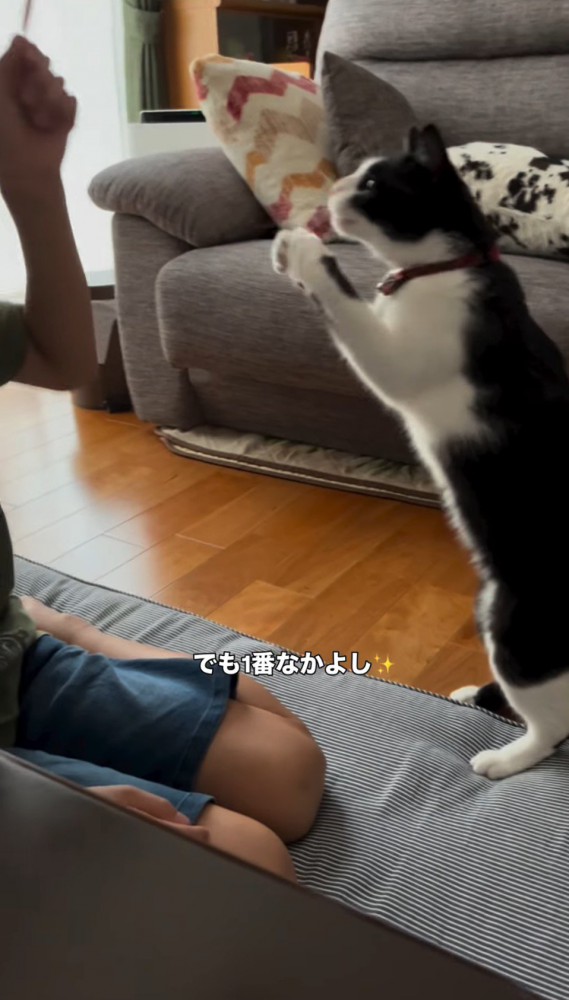 男の子と遊ぶ猫