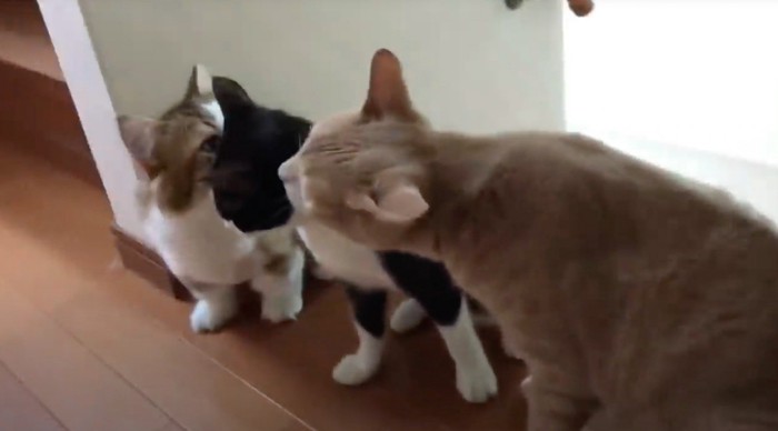 ハチワレ猫の顔に鼻を寄せて匂いを嗅ぐキジ白猫