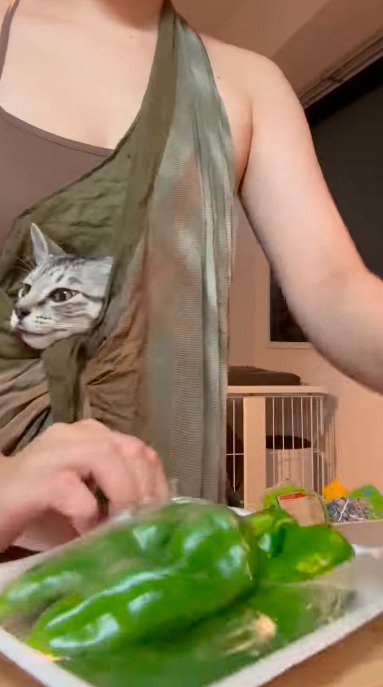 抱っこ紐の中で静かにしている子猫