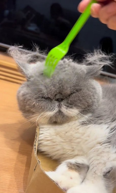 毛がほわほわな猫