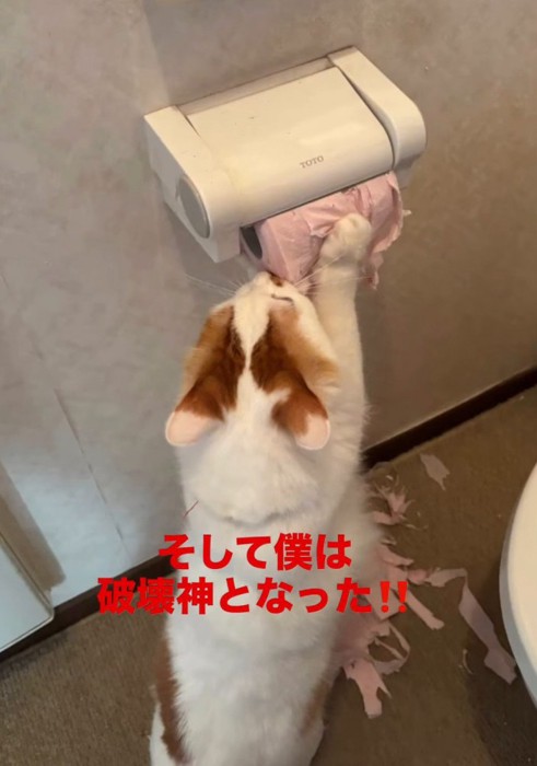 トイレットペーパーを破る猫