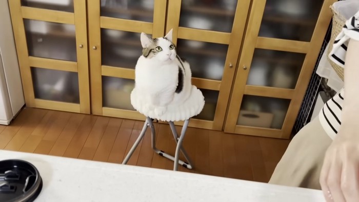 白い椅子の上で人を見上げる猫