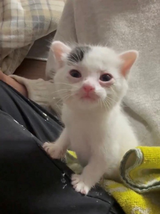 カメラ目線で満足気な子猫