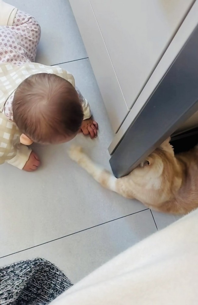 赤ちゃんに手を伸ばすスコティッシュフォールド