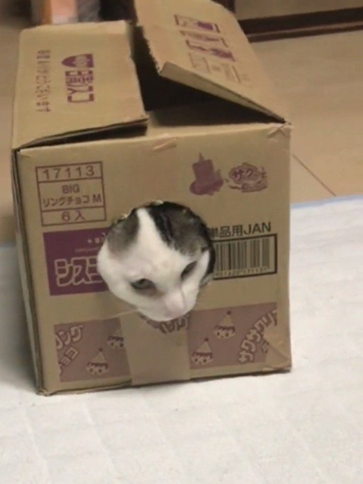 穴から顔を出す猫