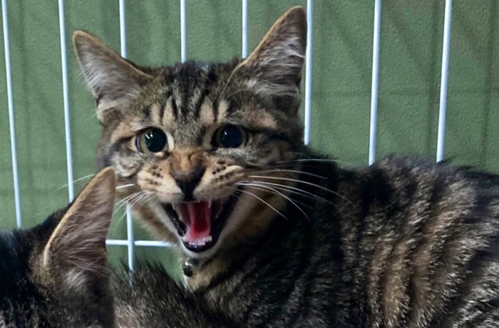 威嚇する子猫