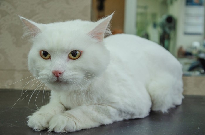サマーカットの白猫