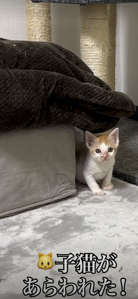陰からこちらを覗く猫