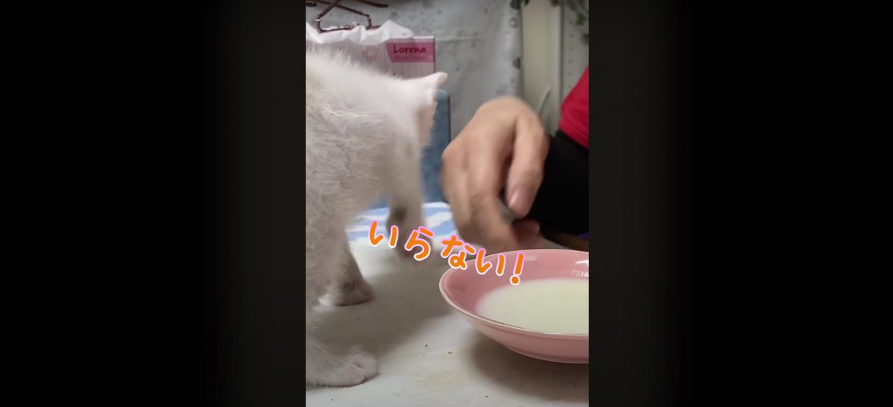子猫の後ろ姿