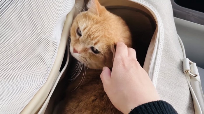 ママに撫でられるキャリーの中のマンチカン
