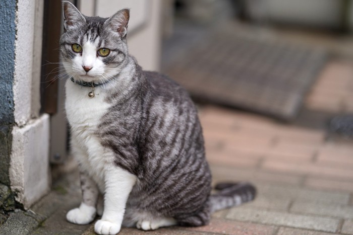 街中で出会ったネコ
