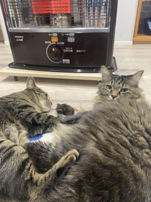 床に寝そべる2匹