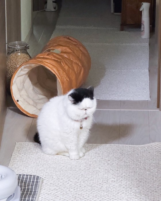 座って居眠りするぷっくん