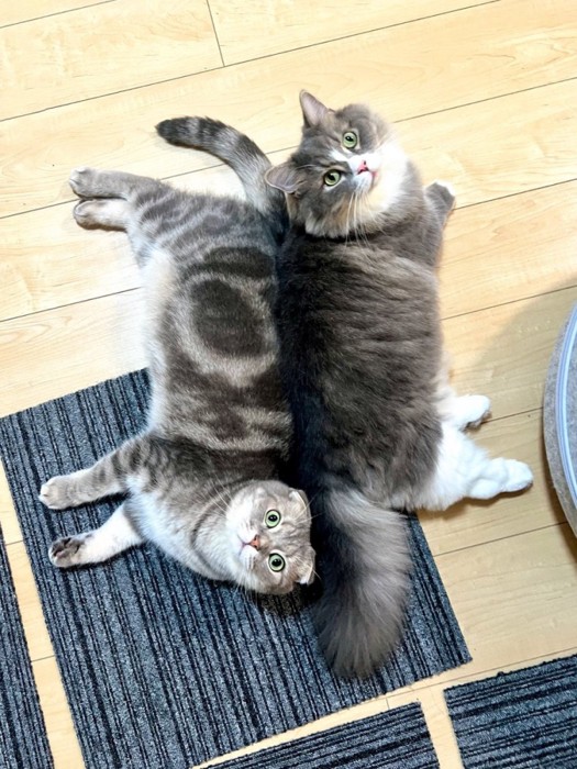 互い違いで背中合わせになる猫