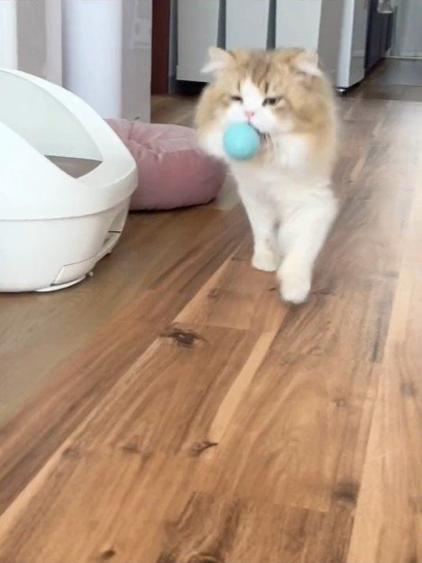 ボールをくわえる猫