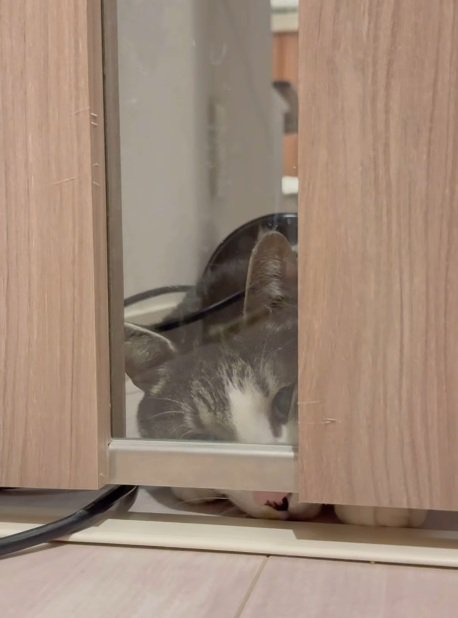 ドアの下の隙間から鳴く鯖白猫