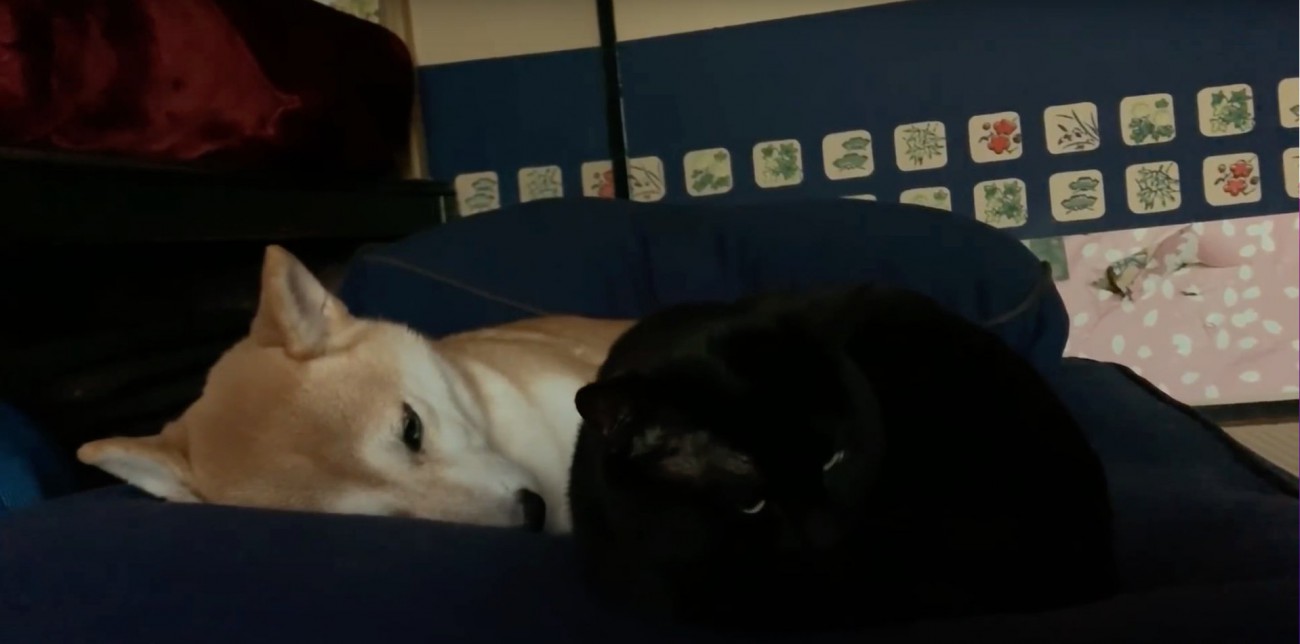 クッションの上で柴犬と添い寝する黒猫の横アングル