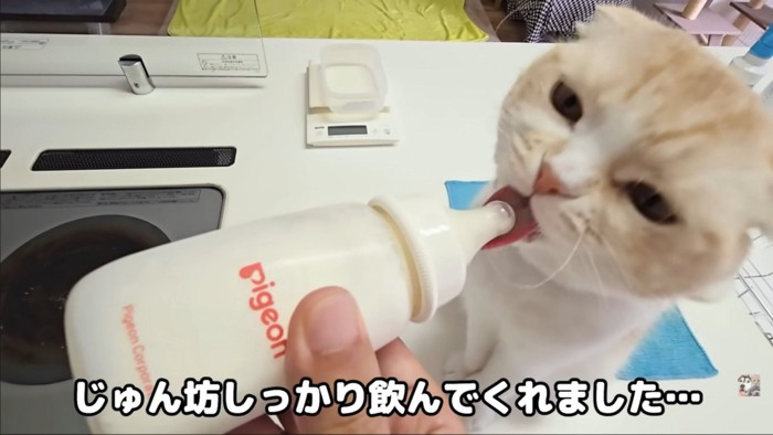 飲んでる猫2