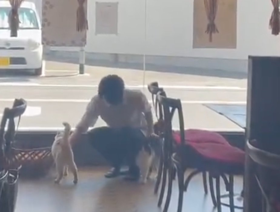 猫と触れ合う奥の従業員