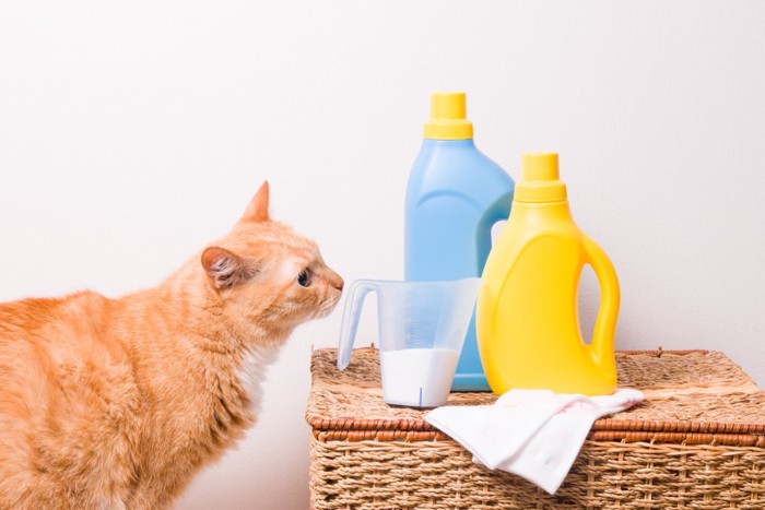 液体のニオイを確認する猫