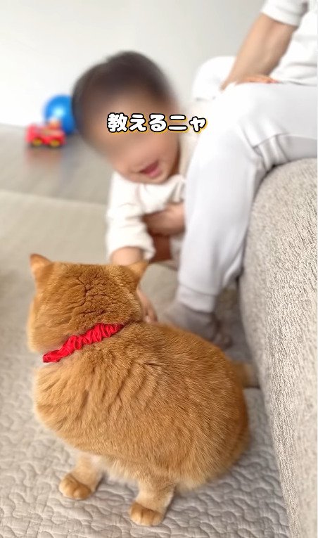 猫に楽しそうな赤ちゃん