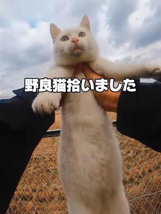 持ち上げられた猫