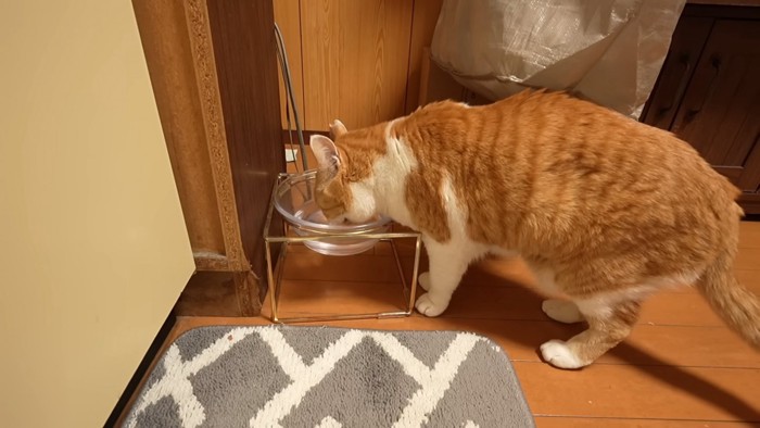 水を飲む猫