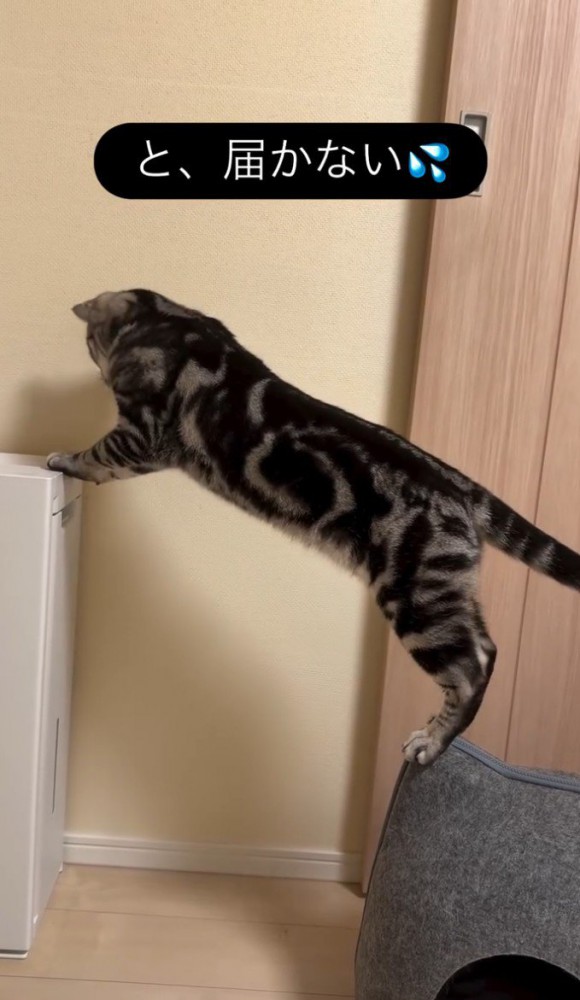 向こうを向く猫1