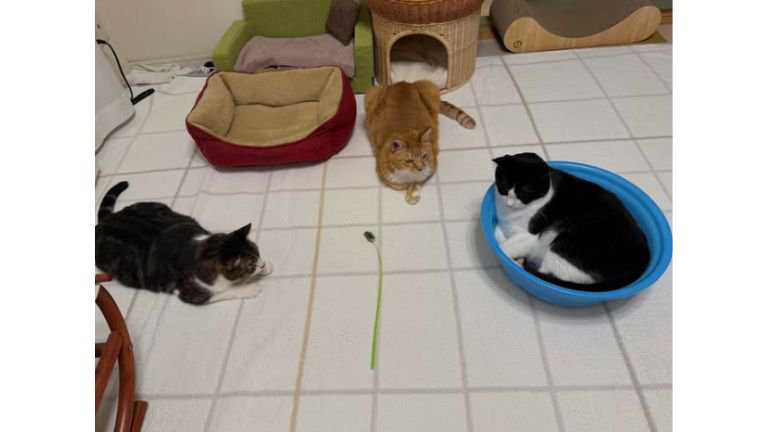 室内にいる猫たち
