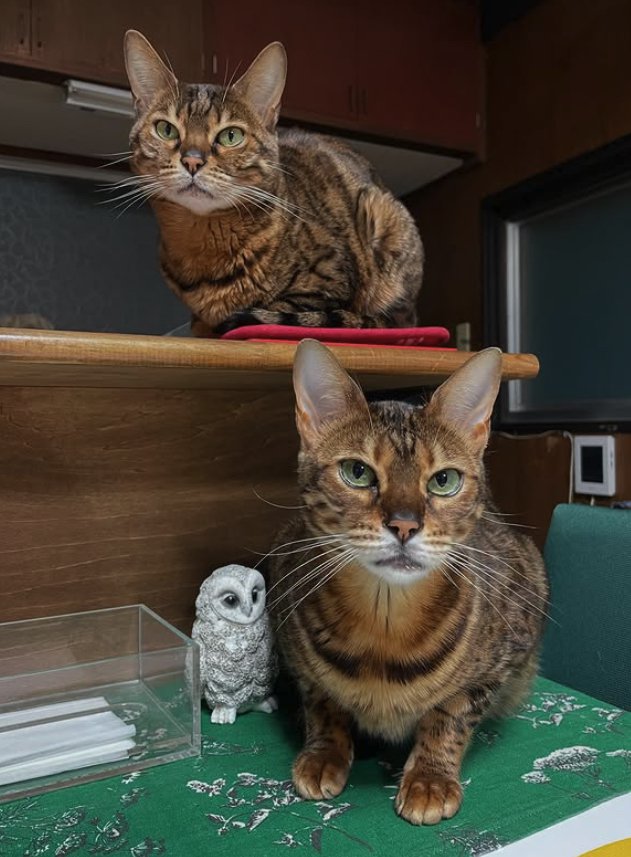 香箱座りしている2匹の猫