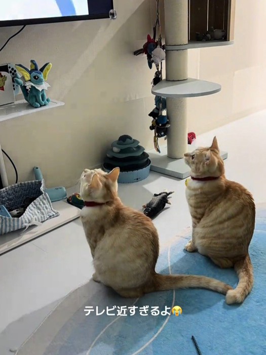 座ってテレビを見る猫